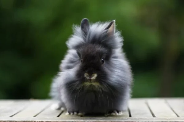 Coniglio Lionhead