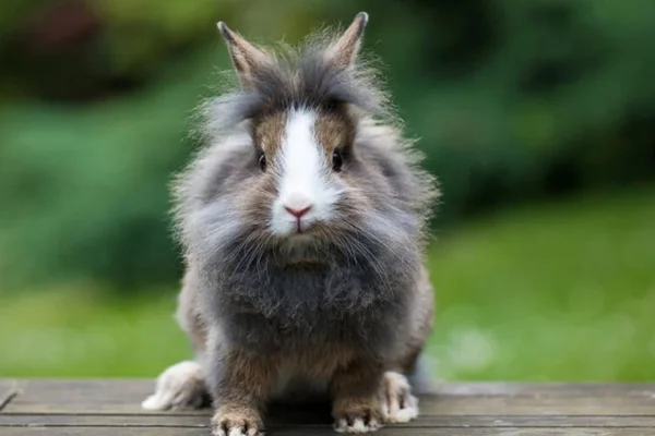 Coelho Lionhead