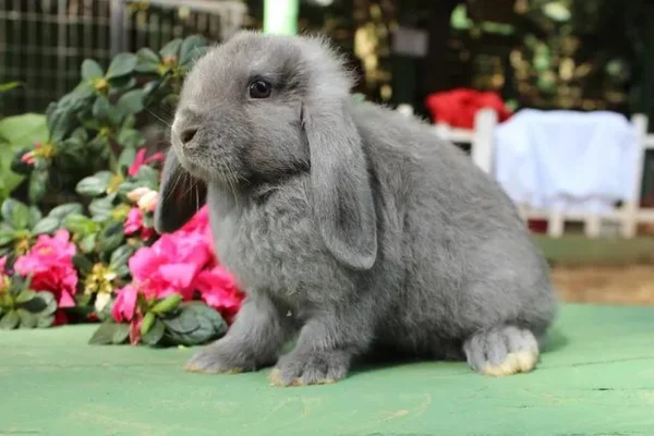 Coelho Mini Lop