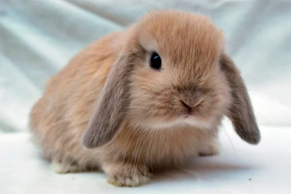 Coelho Mini Lop