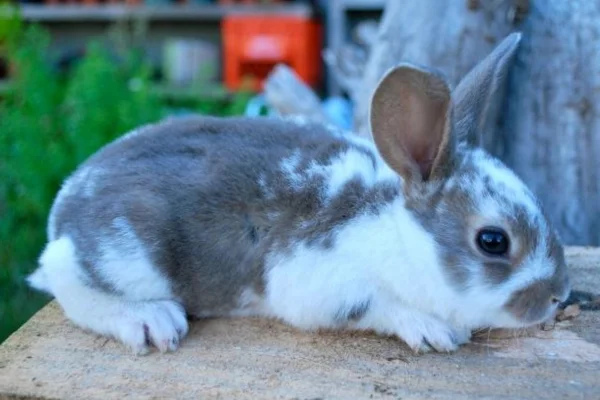 Coelho Mini Rex