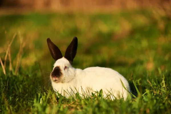 California rabbit