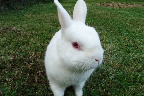 Lapin de Nouvelle-Zélande