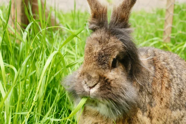 Angora rabbits