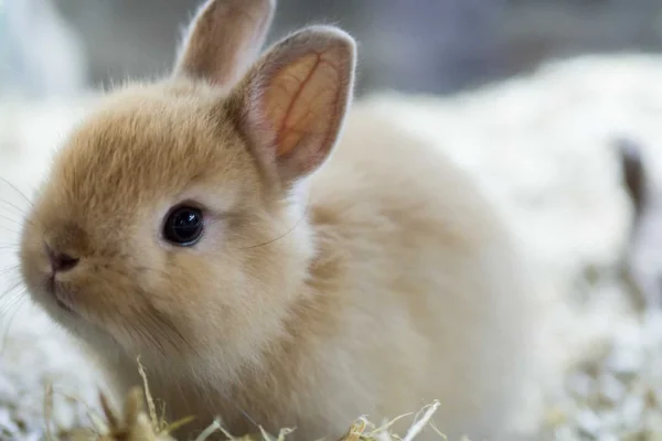 Dwarf rabbits