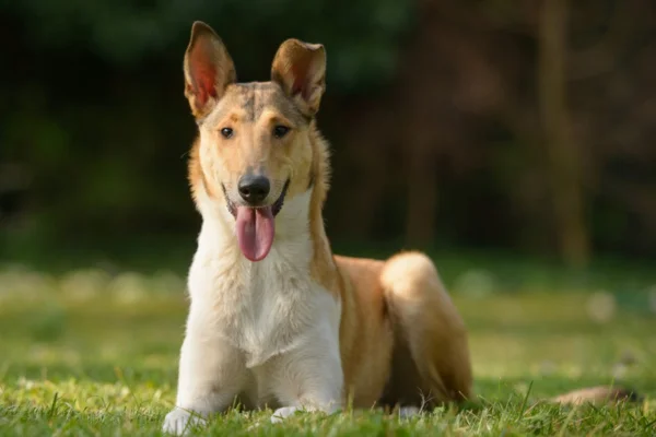 Collie a pelo corto 