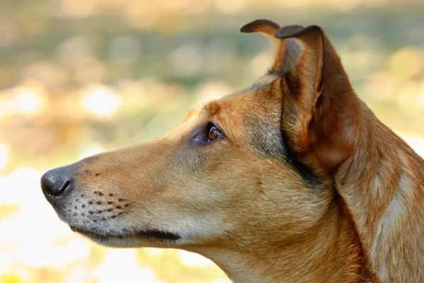 Collie de Pelo Curto