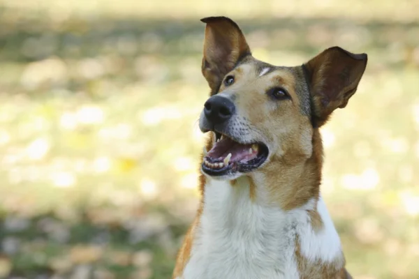 Collie de Pelo Curto