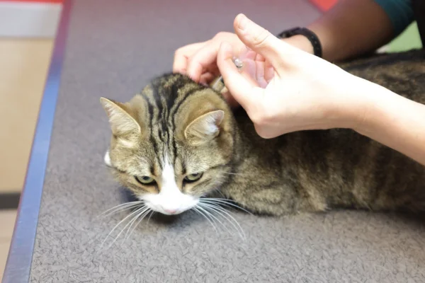 Controle da Diabetes em Gatos