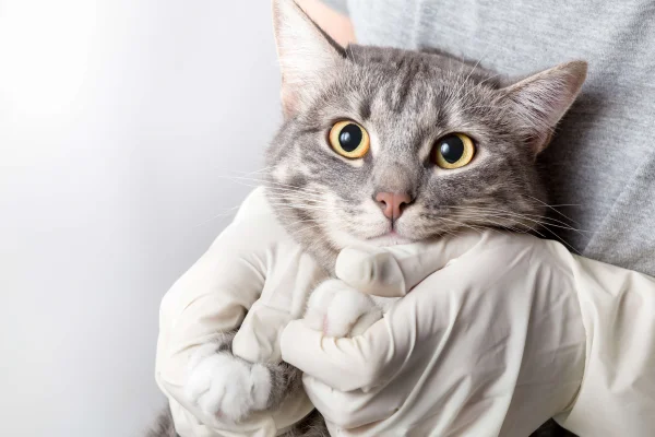 Controle da Diabetes em Gatos