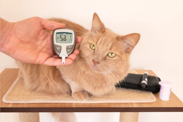 Contrôler le diabète chez les chats