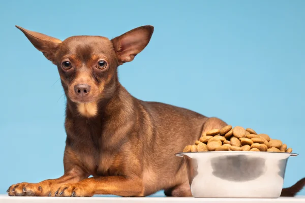 Efectos de los colorantes en los alimentos para perros y gatos