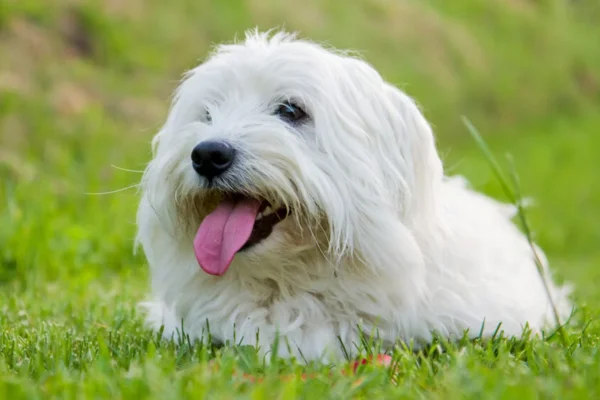 Coton de Tulear