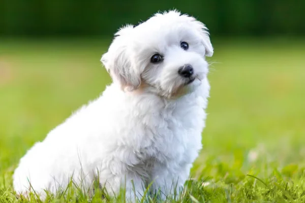 Coton de Tulear