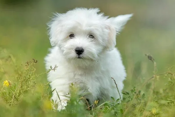 Coton de Tulear - vettop