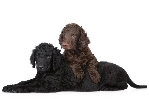 Curly coated retriever