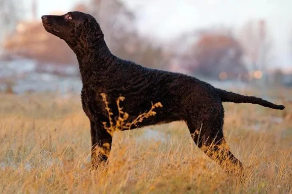 Curly coated retriever