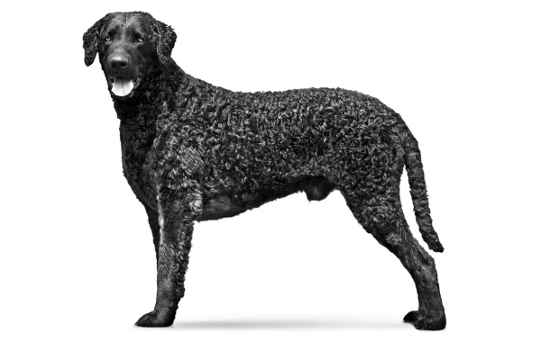 Curly coated retriever