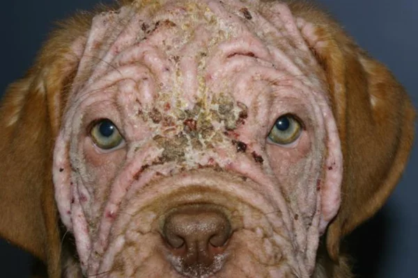 Generalized Canine Demodicosis