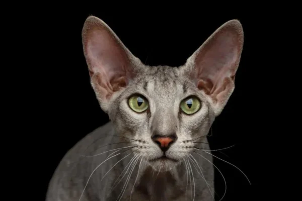 Peterbald Cat