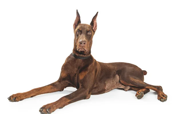 Doberman (1)