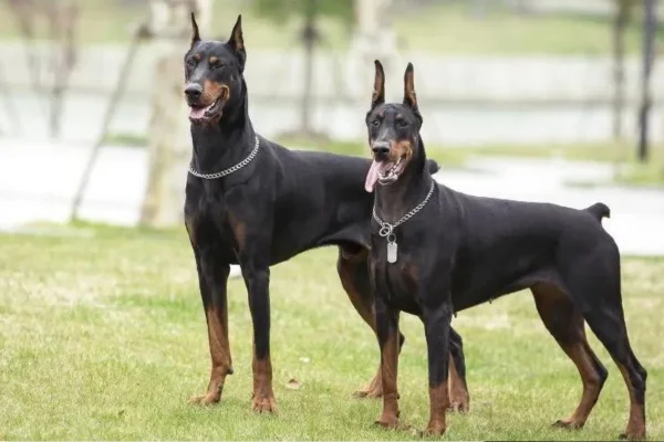 Doberman (2)