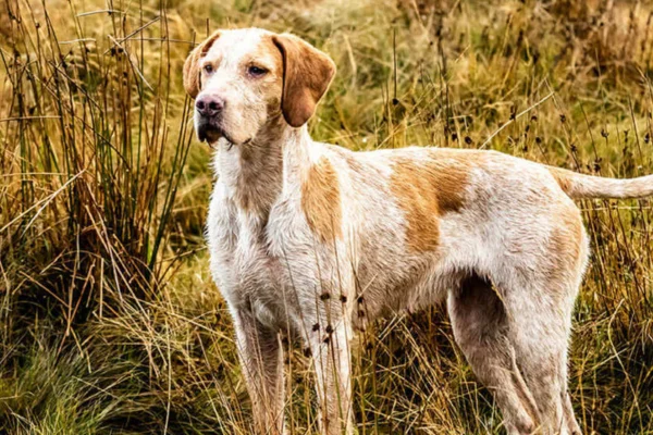 La enfermedad de Lyme en perros