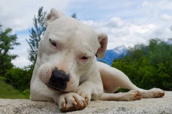 The Dogo Argentino