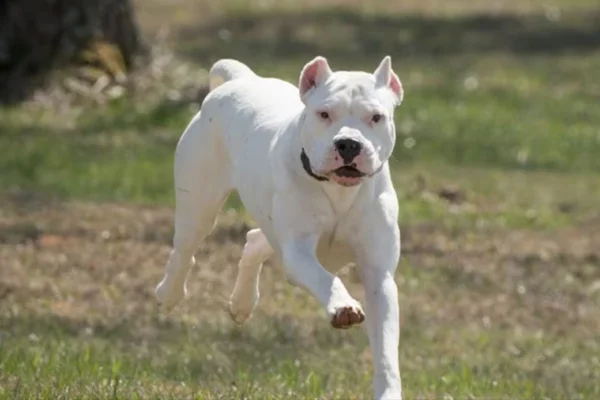 Dogo argentino