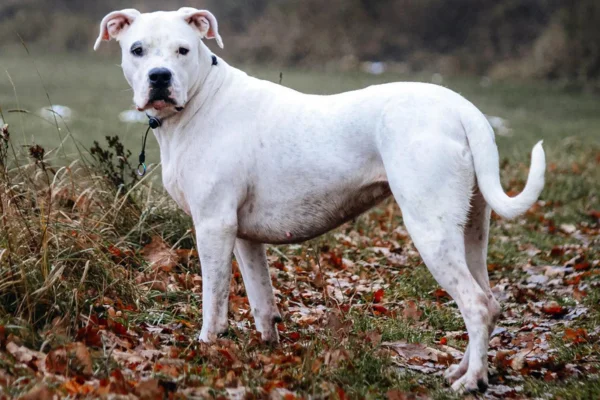 Argentine Dogo