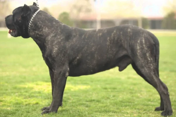 Canary Dane