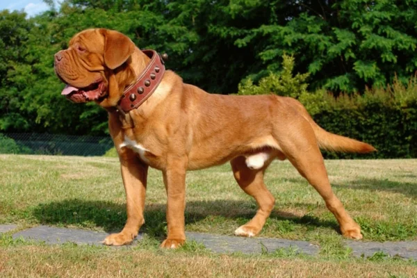 Dogue de Bordeaux