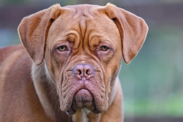 Dogue de Bordeaux