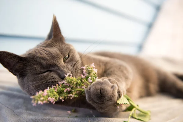 Hierba para gatos