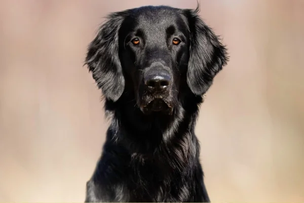 Retriever a pelo corto