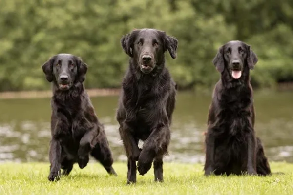 Retriever a pelo corto