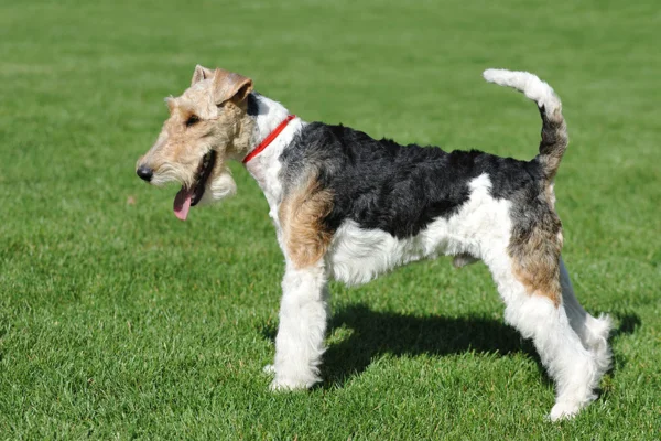 Fox terrier de pelo duror