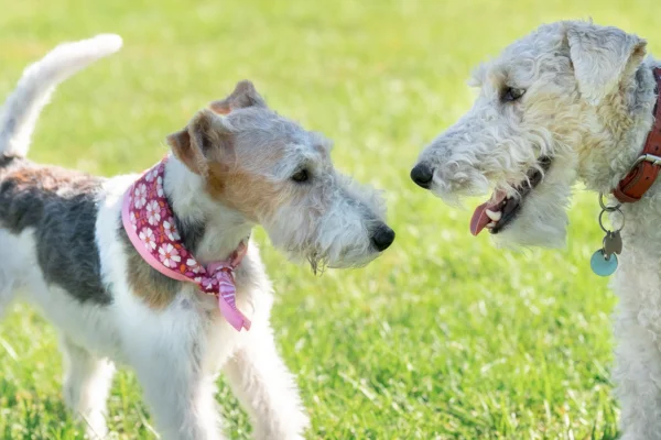 Fox terrier de pelo duror