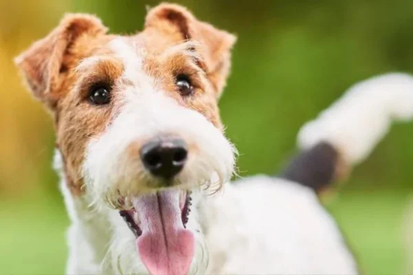 Fox terrier à poils longs