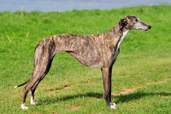 Galgo Espanhol (1)