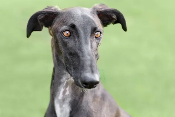 Galgo español (2)