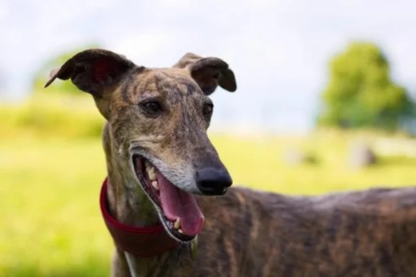 Galgo español (2)