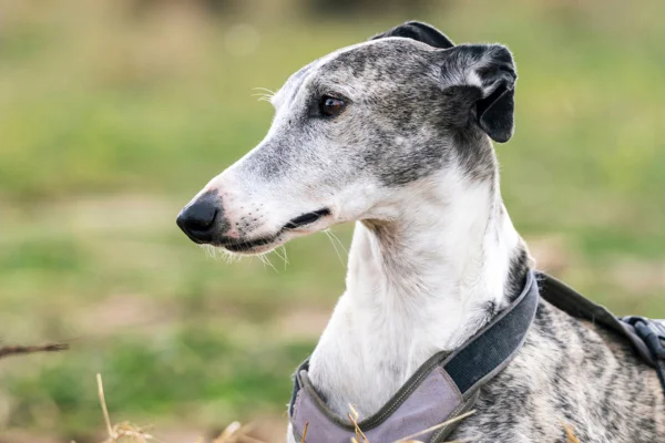 Lévrier anglais - race de chiots