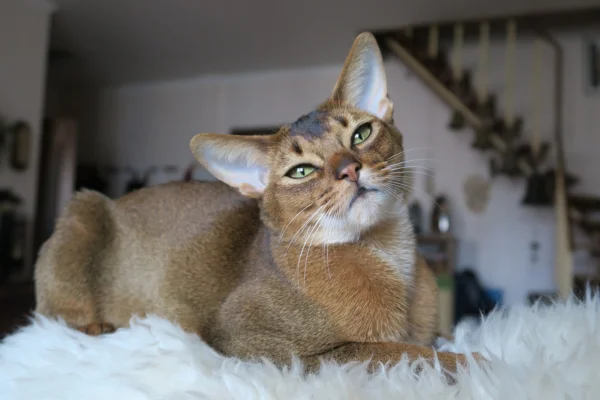 Abyssinian cat