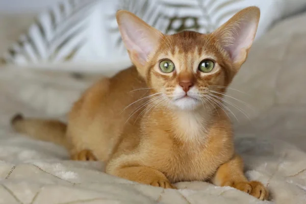 Abyssinian cat