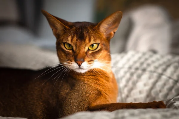 Abyssinian cat