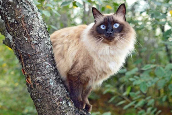 Gato Balinês