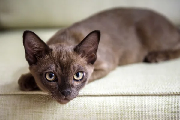 Gato Birmanês