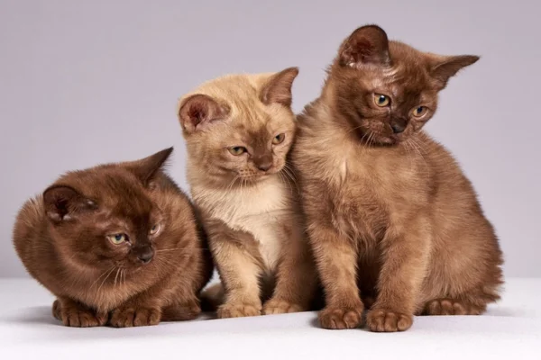 Burmese cat