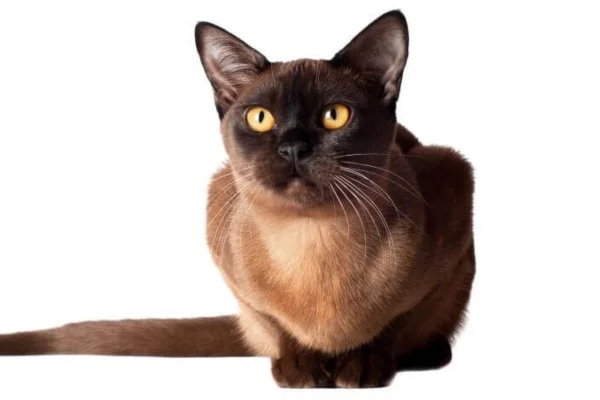 Burmese cat